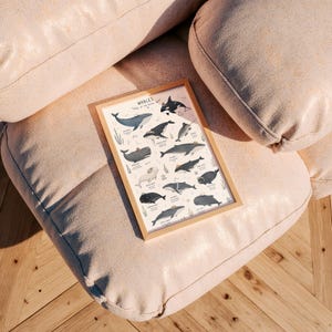 Whale Species Chart Art Print, Educational Ocean Poster, Bathroom Kids Room Decor image 8