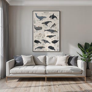 Whale Species Chart Art Print, Educational Ocean Poster, Bathroom Kids Room Decor image 6
