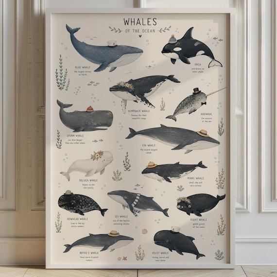 Whale Species Chart Art Print, Educational Ocean Poster, Bathroom Kids Room Decor