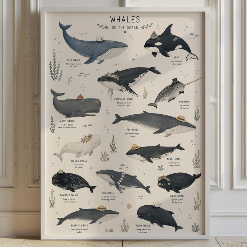 Whale Species Chart Art Print, Educational Ocean Poster, Bathroom Kids Room Decor image 1