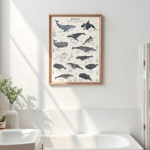 Whale Species Chart Art Print, Educational Ocean Poster, Bathroom Kids Room Decor image 2