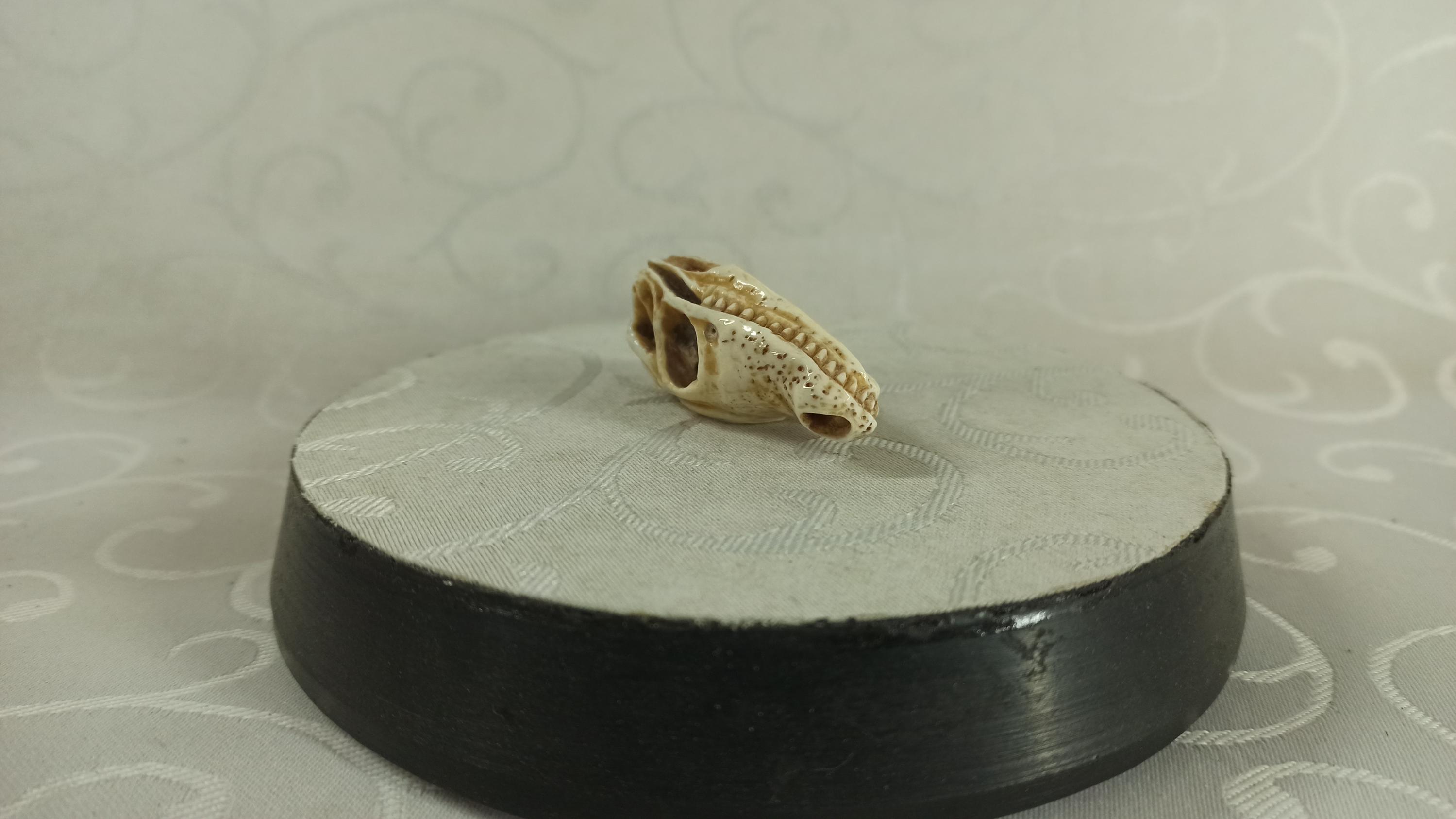 ワニ　根付 根付。ワニの頭蓋骨 - Etsy 日本
