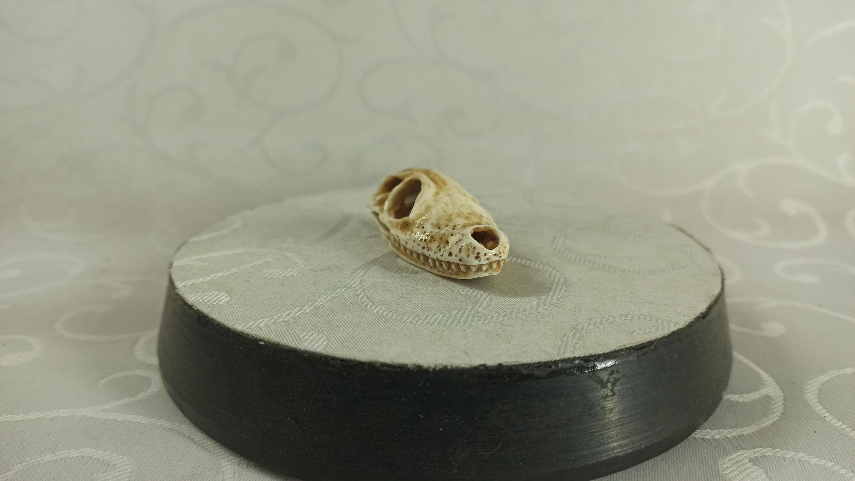 ワニ　根付 根付。ワニの頭蓋骨 - Etsy 日本