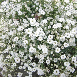 Puede incluir: Una imagen de primer plano de un grupo de pequeñas flores blancas con tallos y hojas verdes. Las flores están densamente agrupadas, creando un campo de blanco.