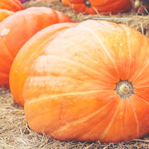 Könnte beinhalten: Reihe großer, runder, orangefarbener Kürbisse auf einem Strohbett. Die Kürbisse haben eine gerippte Textur und einen grünen Stiel. Diese Kürbisse sind ein Symbol des Herbstes und werden oft zur Dekoration oder zum Schnitzen verwendet.