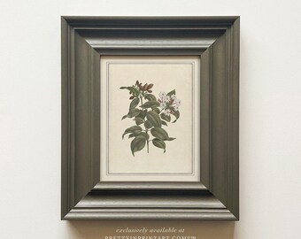 Vintage Plant / Flower Art - in Hand Painted Frame