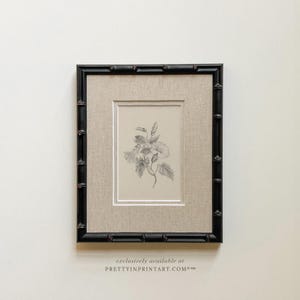 May include: A framed botanical print featuring a detailed pencil drawing of a flowering vine. The artwork is set within a beige linen mat and a black bamboo-style frame. The text "exclusively available at PRETTYINPRINTART.COM" is at the bottom.