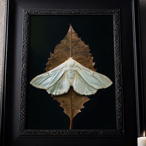 Moth in White: Affiche Melancholy Moody Moth, Peinture gothique, Art mural victorien, Dark Cottagecore, Dark Art Print, Décor