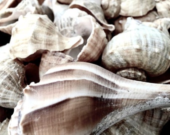 Seashells