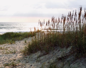 May include: A sandy beach with tall, brown grasses growing in the foreground. The ocean is visible in the background, with waves crashing on the shore.