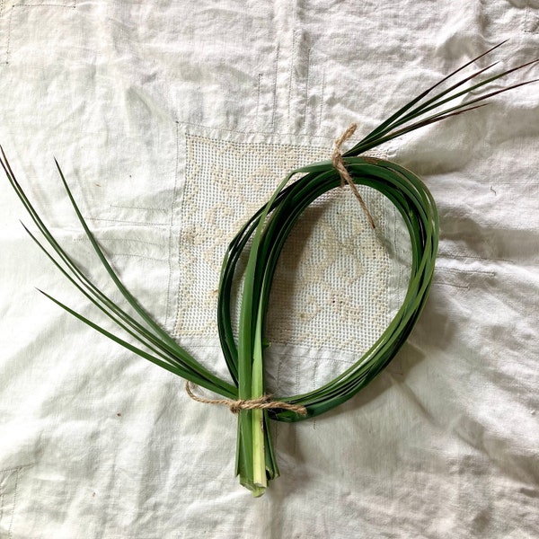 Yucca leaves for basket making, bushcraft, cordage, nature crafts and floral arrangements hesperoyucca whipplei. Each leaf is 28-42" long.