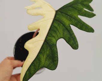 アロカシア・ジャクリン（タンドゥルサ）斑入り球根、希少なコレクター向けアロカシアの根付き球根（室内植物）、植物検疫証明書付き