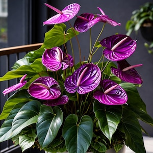 Anthurium andraeanum violet plante vivante, plante d'intérieur à fleurs tropicales rares, plante de départ enracinée