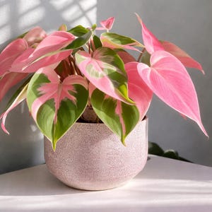 Rosa bunter Philodendron Micans Albo Steckling, seltene Samt Aroid, Sammler Pflanze (Phytosanitäres Zertifikat)