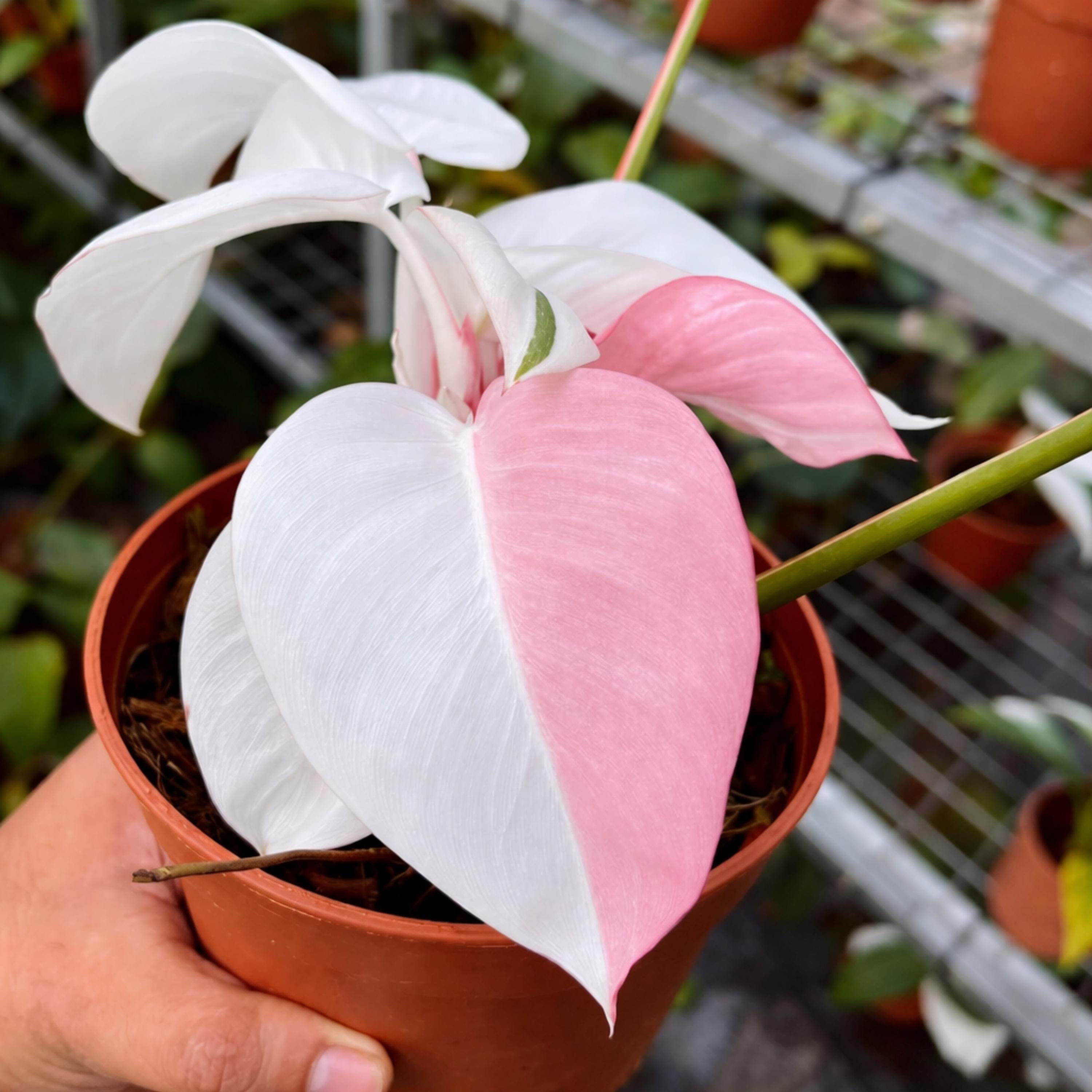 Zamioculcas variegata - Etsy 日本