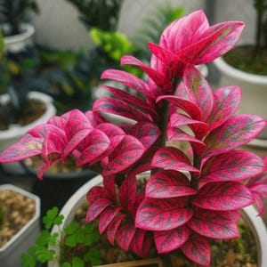 Pink Variegated ZZ Plant Cutting, Rare Zamioculcas Zamiifolia, Exotic Houseplants (Phytosanitary Certificate)