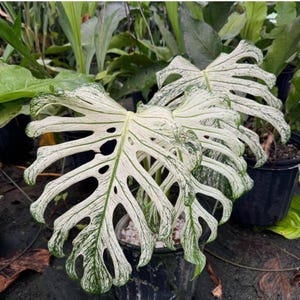 Esqueje variegado de Monstera Devil Monster / Planta pequeña, Monstera aroide rara, Certificado fitosanitario