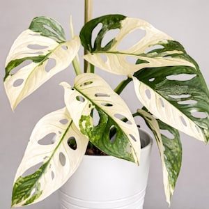 Pode incluir: Uma planta Monstera em vaso com folhas grandes e variegadas. As folhas são uma mistura de branco e verde, com buracos distintos. A planta está num vaso branco sobre um fundo neutro. Uma planta de interior popular.