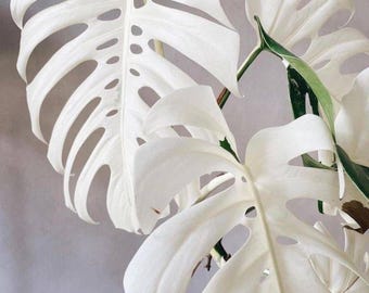 Talea variegata di Monstera White Tiger, Monstera Albo rara, nodo radicato, certificato fitosanitario