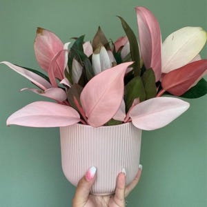 Könnte beinhalten: Eine weiße Keramik-Tasse mit schwarzem Henkel und dem Text "But First, Coffee" in fetter, schwarzer Schrift. Die Tasse steht vor einem verschwommenen Hintergrund, der eine gemütliche Umgebung andeutet.