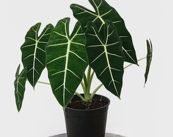 Cormos de Alocasia Frydek, bulbos raros de Alocasia aterciopelada, planta tropical de fácil cultivo (certificado fitosanitario).