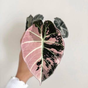 Puede incluir: Primer plano de una hoja de Alocasia Pink Princess. La hoja está dividida, con una mitad de color rosa suave y la otra con motas negras y rosas. Las venas blancas recorren la sección rosa, creando un contraste llamativo.
