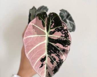 Alocasia Black Velvet Pink Variegated Corm, bulbos de Alocasia raros, plantas jóvenes enraizadas, certificado fitosanitario.