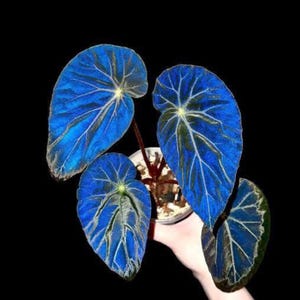 Puede incluir: Primer plano de una planta con hojas grandes y vibrantes de color azul con vetas blancas. Las hojas tienen forma de corazón y rodean una pequeña maceta. El fondo negro liso resalta el llamativo color de la planta.