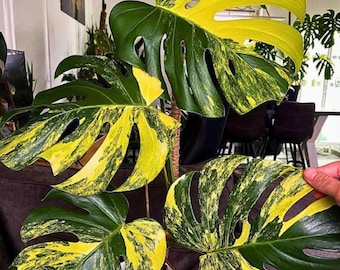 Monstera adansonii aurea variegata Steckling mit Luftwurzeln - Etsy.de