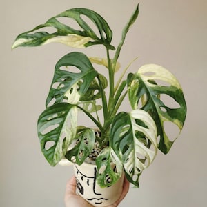Talea variegata di Monstera Adansonii tricolore giapponese, pianta rara da collezione, aroide radicata, Monstera Albo