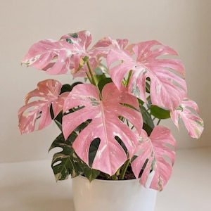 Monstera Deliciosa Variegata, roze driekleur, zeldzame bonte plant met wortels, fytosanitair certificaat, Albo Monstera