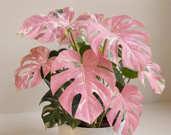 Monstera Deliciosa Variegata, roze driekleur, zeldzame bonte plant met wortels, fytosanitair certificaat, Albo Monstera