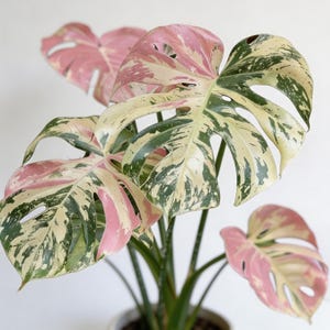 Monstera Deliciosa Variegata - Seltene dreifärbige rosa-verschiedene Stecklinge mit Pflanzenwurzel (Phytogesundheitsbescheinigung), Monstera Albo