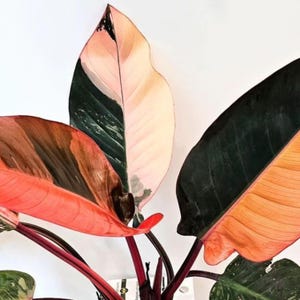 May include: Close-up of a Pink Princess Philodendron plant with large, colorful leaves. The leaves display a mix of pink, green, and orange hues, with dark red stems. The plant is set against a plain white background.