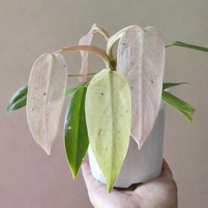 Puede incluir: Una planta en maceta con hojas grandes y ovaladas en tonos rosa pálido, verde y crema. Las hojas tienen un patrón moteado y están dispuestas alrededor de un tallo central. La planta está en una maceta de cerámica blanca.