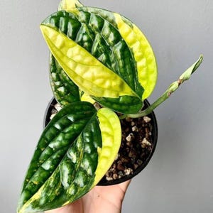Monstera obliqua peru - Etsy.de