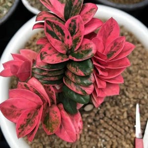 Zamioculcas variegata - Etsy 日本