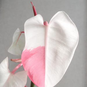 Rozebonte Philodendron White Princess-stekken, zeldzame aroid-verzamelaar, plant met wortel, fytosanitair certificaat