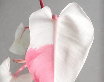 ピンク斑入りフィロデンドロン ホワイトプリンセス挿し木、希少なコレクター向けサトイモ科植物、根付き植物、植物検疫証明書付き