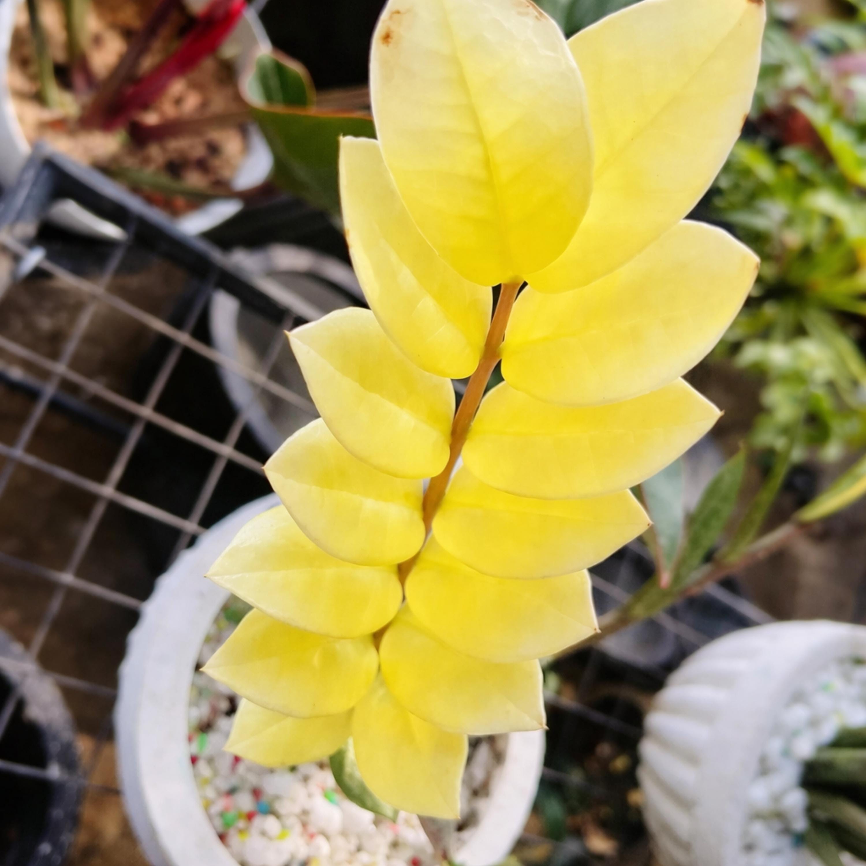 Zamioculcas variegata - Etsy 日本
