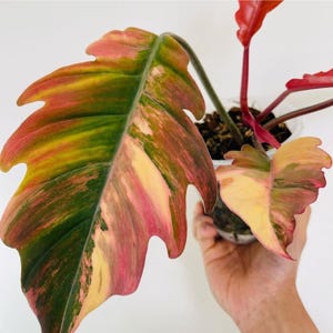 Pink Caramel Marble Philodendron Cuttings, Rare Variegated Plant, Exotic Collector Houseplant