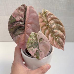 Alocasia balloon heart variegated - Etsy 日本