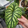 Alocasia Silver Dragon Yellow , Live Corms Rare Collectible Tropical Aroid, Phytosanitary Certificate product logo