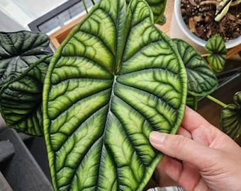 Alocasia Silver Dragon Yellow , Live Corms Rare Collectible Tropical Aroid, Phytosanitary Certificate