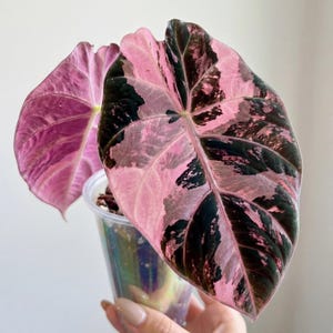 Corme panaché de rose velours noir d'alocasia, bulbe d'alocasia rare, plante de démarrage enracinée (certificat phytosanitaire)
