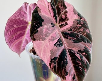 Alocasia Black Velvet Pink Variegated Corm, bulbo di alocasia raro, piantina radicata (certificato fitosanitario)