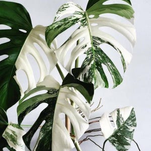 Op de afbeelding: Close-up van een Monstera-plant met grote, bonte bladeren. De bladeren vertonen een opvallend patroon van wit en groen, met natuurlijke gaten. De stelen van de plant zijn zichtbaar, wat een visueel aantrekkelijke botanische weergave creëert.