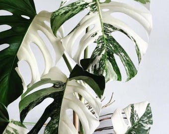 Monstera Albo Variegated Cuttings, White Monstera Deliciosa, Rare Collector Plant, Rooted Node