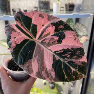 Alocasia nobilis pink variegated - Etsy 日本