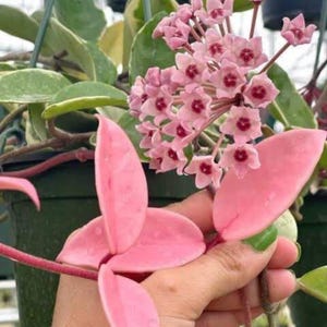 Hoya Krimson Queen rose panaché bouture/petite plante, Hoya Carnosa variegata, plantes de cire rares